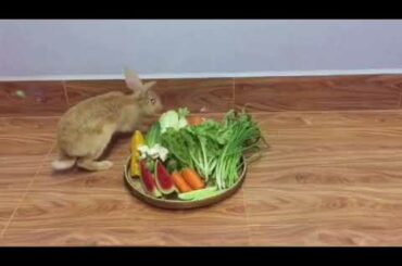 Look! Lovely and Cute Bunny are enjoying eating their yummy food-varieties kinds of vegetables.
