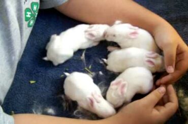 Cute Baby Rabbits