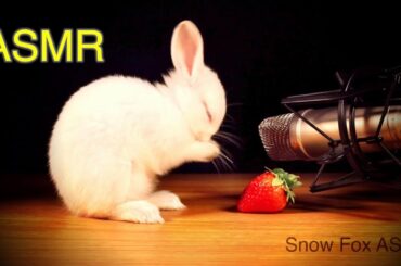 Cute Bunny Eating a Strawberry. Animal ASMR, Rabbit Pet
