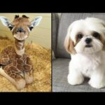 Cute baby animals Videos Compilation cutest moment of the animals - Animals SOO Cute! #2