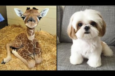 Cute baby animals Videos Compilation cutest moment of the animals - Animals SOO Cute! #2