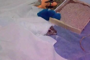 Baby Bunny Rabbit Hiding Under Blankets