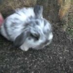 Lilly's Litter ~ 3 Weeks Old ~ Baby Holland Lop Bunny