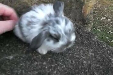 Lilly's Litter ~ 3 Weeks Old ~ Baby Holland Lop Bunny