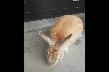 My cute rabbit 🐰💙