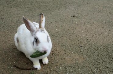 Cute rabbit eating leaf