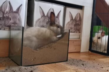 Funny and Cute Baby Bunny Rabbit Videos 2020