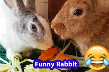 Funny and Cute Baby Bunny Rabbit Videos - Baby Animal Video Compilation (2020)