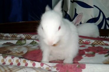 Cute bunny licking paws