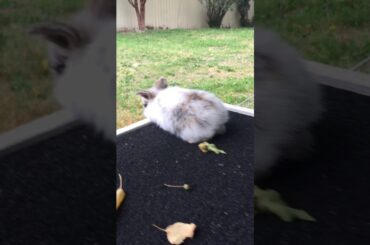 Cutest baby bunny!💕