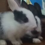 Cute Baby Rabbit Animal Videos