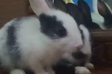 Cute Baby Rabbit Animal Videos