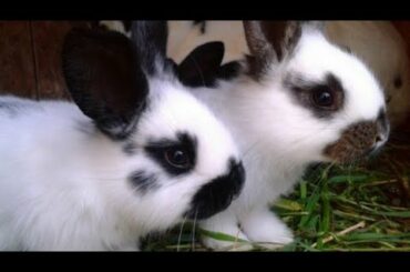beautiful rabbit in the world, Rabbits, cute rabbit, rabbit care