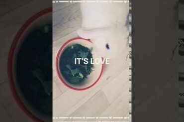 Bunny day in the life ASMR mini lop