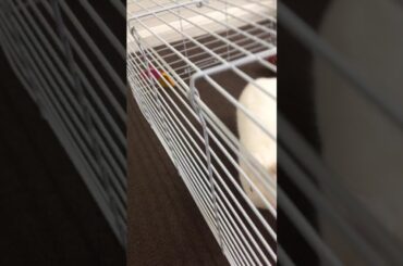 My new rabbit (baby)