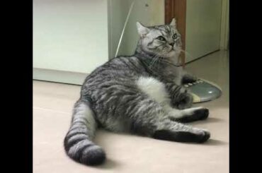 Funny Cats and Kittens meowing complition ।। Funny Cats