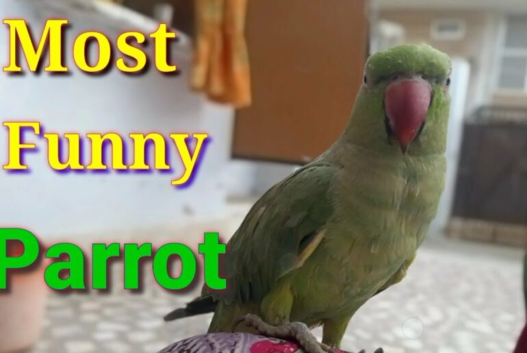 Most Funny Parrot, Funny Baby Parrot, Cute and Sweet, الببغاء الهندي يأكل الفلفل