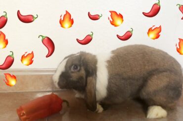 Rabbit eating a crispy red pepper🌶 -ASMR || Conejo comiendo un crujiente pimiento rojo