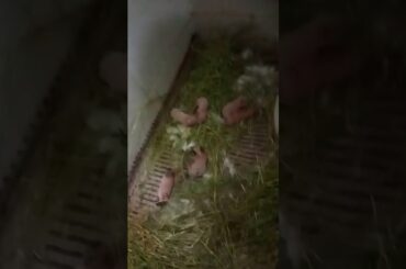 New born bunny