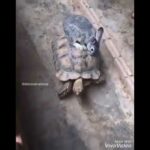 Cute rabbit compilation video 2