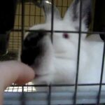 2 Month Old Baby Bunnys - Bunny Update 5