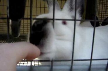 2 Month Old Baby Bunnys - Bunny Update 5