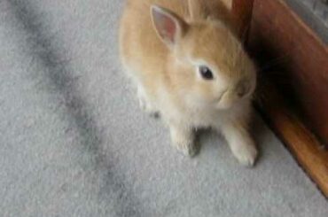 Netherland Dwarf rabbit