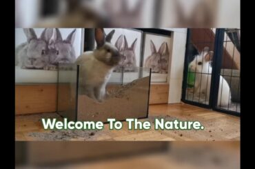 The Nature||Natural Wildlife||Sanctuary||Cute Rabbit||