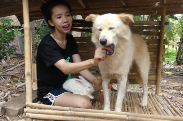 Cute Girl Taking Big Dog To Play With Cute Rabbit