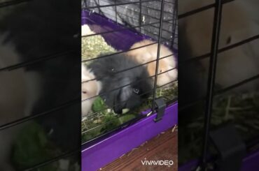 Baby rabbits munching on salad