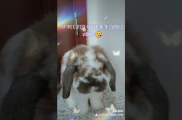 This my little cute rabbit