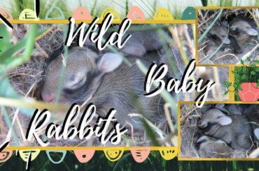 Wild Baby Rabbits! | Documentation of Growth