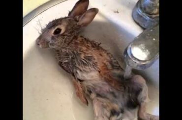 Posessedv / Crazy Rabbit (BEST VINES!)