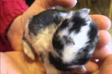 Holland Lop Baby bunny pictures