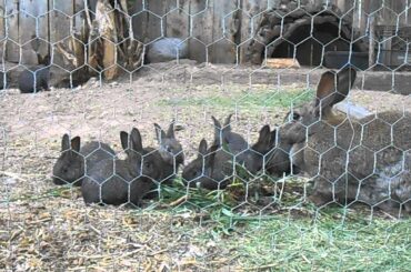 Rye the Rabbit and Her Ten Baby Bunnies
