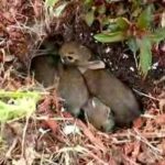 Baby Bunny Rabbits in the Garden
