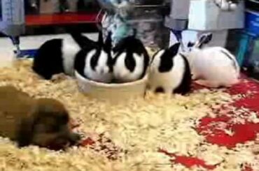 Baby Bunny Rabbits in Pet Store - Enhanced