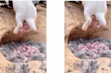 Rabbit Gives Birth to Cute Pink Babies | Baby Bunnies So Cute😍😍😍