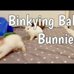 RESCUE: Binkying Baby Bunnies!