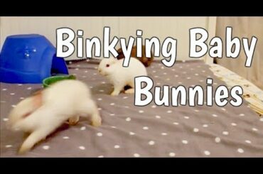 RESCUE: Binkying Baby Bunnies!