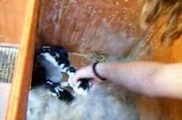 6 baby bunnies NAMES!!