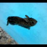 Ferocious baby bunny out for a swim.