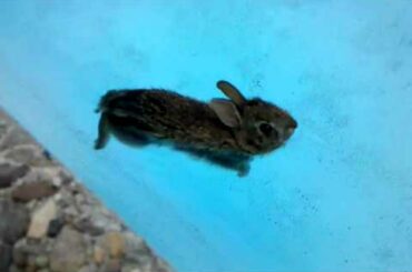Ferocious baby bunny out for a swim.