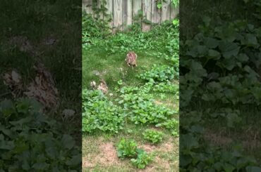 The running cute bunny!