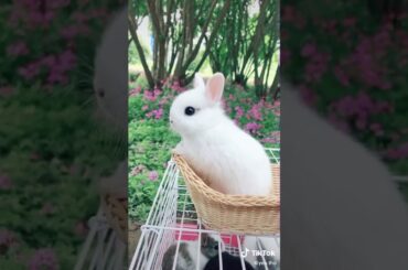 Cute bunny