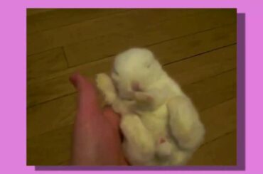 Adorable Sleeping Baby Bunny!