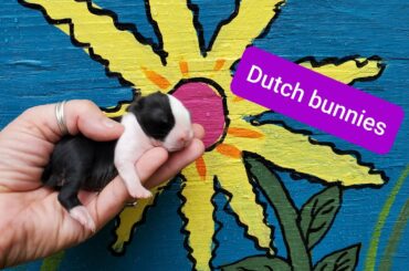 4 day old Dutch bunnies