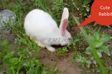 Cute Rabbit doing funny things। যারা খরগোশ পছন্দ করেন। দেখুন খরগোস কেমনে ঘাস খায়।  Khorgos