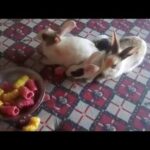 Rabbit   A Funny And Cute Bunny Videos Compilation 2020