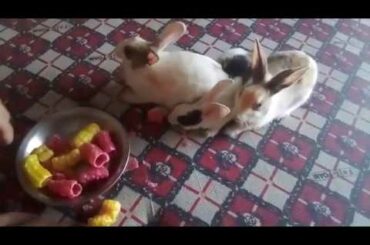 Rabbit   A Funny And Cute Bunny Videos Compilation 2020